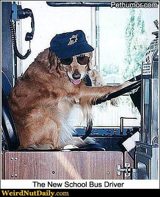 Dog Driving Bus