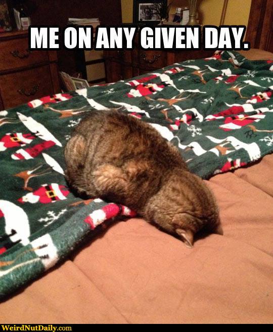 Funny Pictures WeirdNutDaily Cat Face Plant