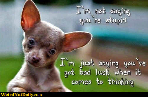 Funny Pictures Weirdnutdaily I M Not Saying You Re Stupid