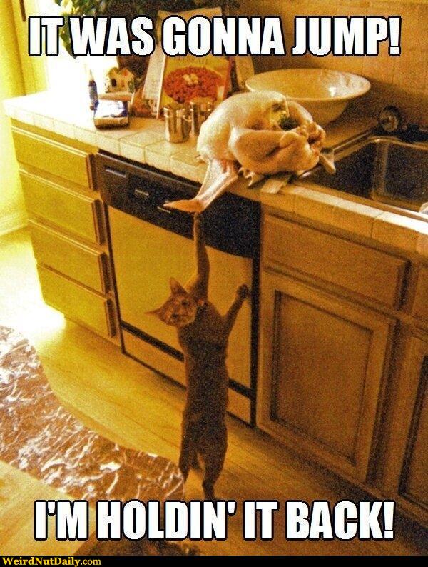 Cat Humor #5
